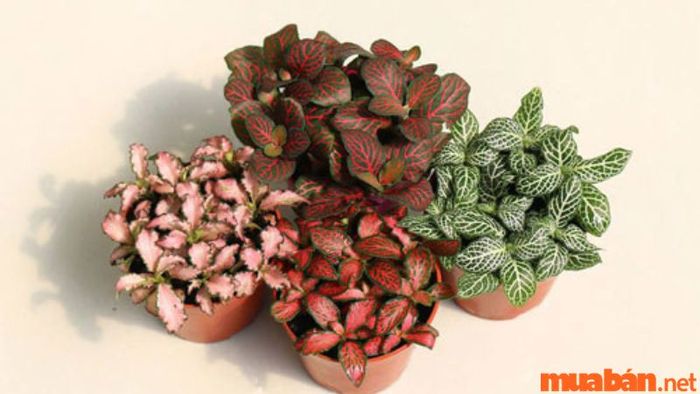 Cây cẩm nhung phù hợp với mệnh gì?