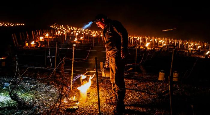 In an effort to save their vines during the April freeze, Burgundy winemakers resorted to lighting candles.