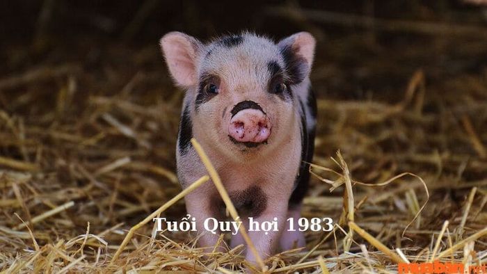 Sinh năm 1983 mệnh gì? Thuộc tuổi nào?