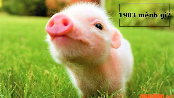 Mệnh của người sinh năm 1983 là gì?