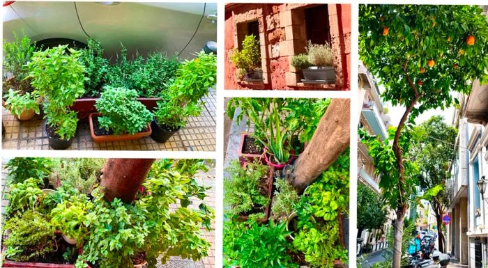 No space goes unused. Greeks grow herbs in pots tucked into tree trunks on sidewalks or beside parked cars.