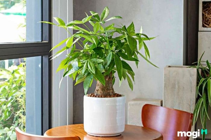 Cây kim ngân là một món quà ý nghĩa cho dịp khai trương, giúp gia chủ thu hút tài lộc và thịnh vượng.