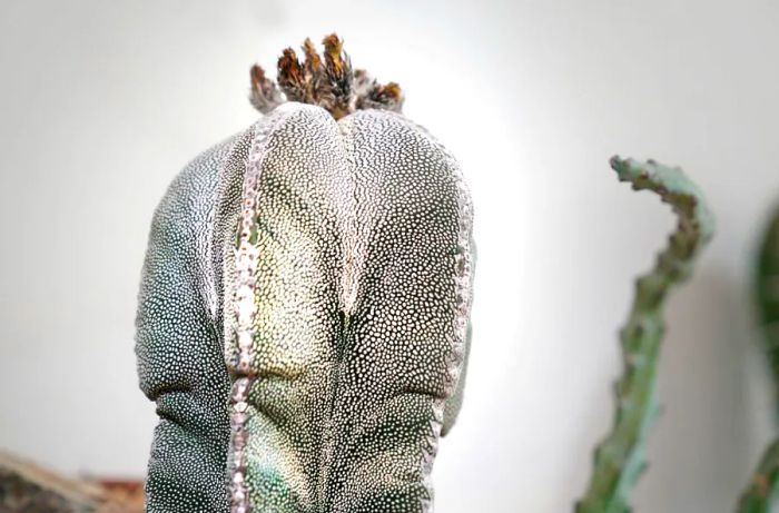 One of Lefebvre’s favorite spots in the city is the Cactus Store (also known as Hot Cactus), a haven for cactus enthusiasts.