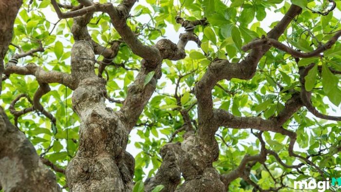 cây lộc vừng đẹp