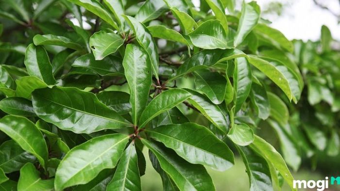Cây lộc vừng đẹp