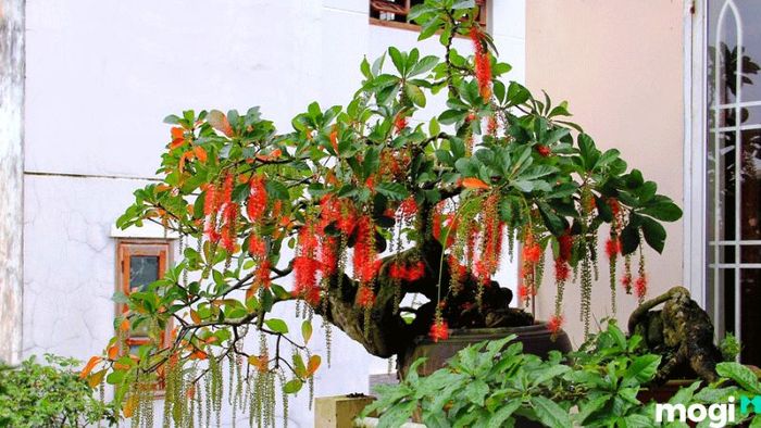 Cây lộc vừng đẹp