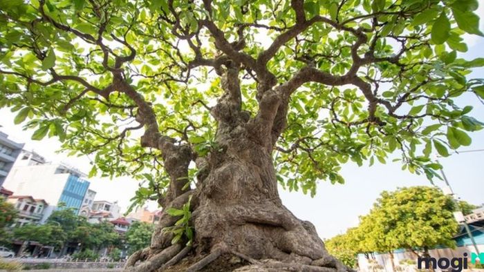 Cây lộc vừng đẹp