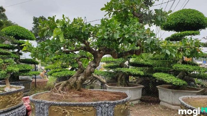 Cây lộc vừng đẹp