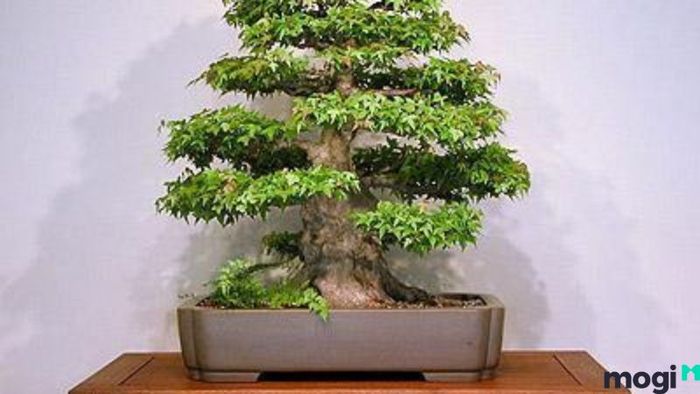Cây lộc vừng đẹp