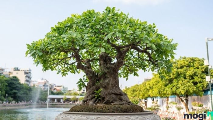 Cây lộc vừng đẹp