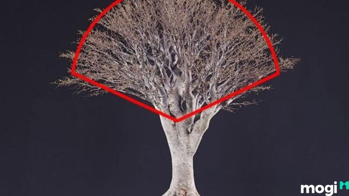 Cây lộc vừng đẹp