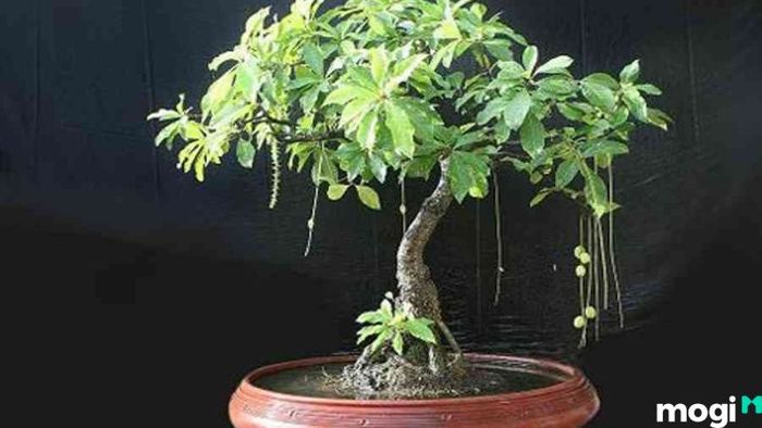 Cây lộc vừng đẹp