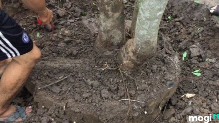 Cây lộc vừng đẹp