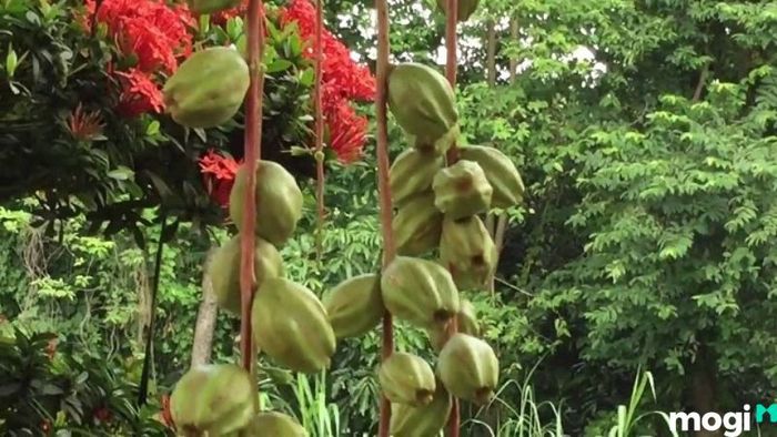 Cây lộc vừng đẹp