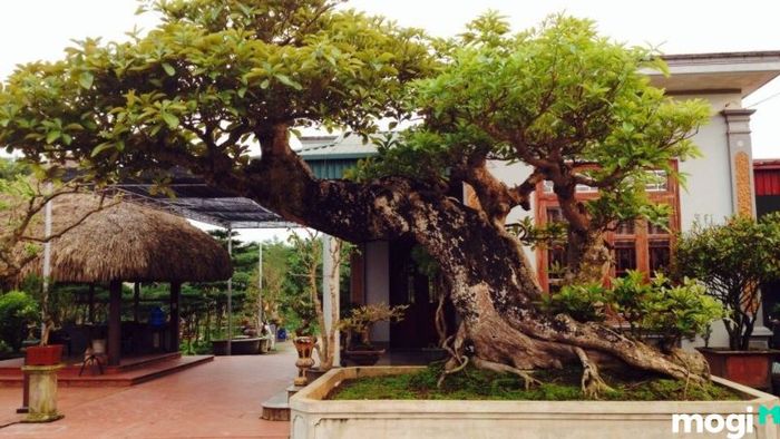 Cây lộc vừng đẹp
