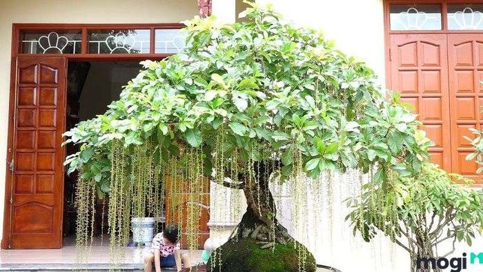 Cây lộc vừng đẹp