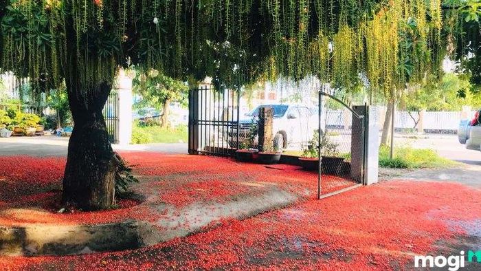cây lộc vừng đẹp