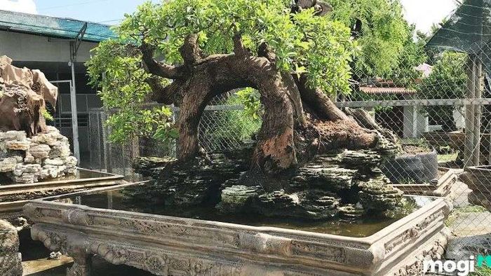 Cây lộc vừng đẹp