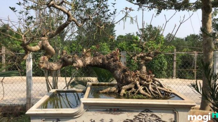 Cây lộc vừng đẹp