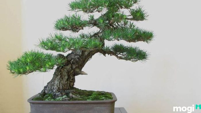 Cây lộc vừng đẹp
