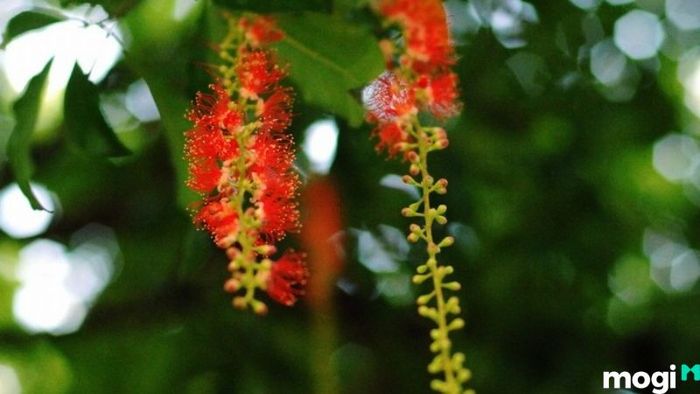 cây lộc vừng đẹp