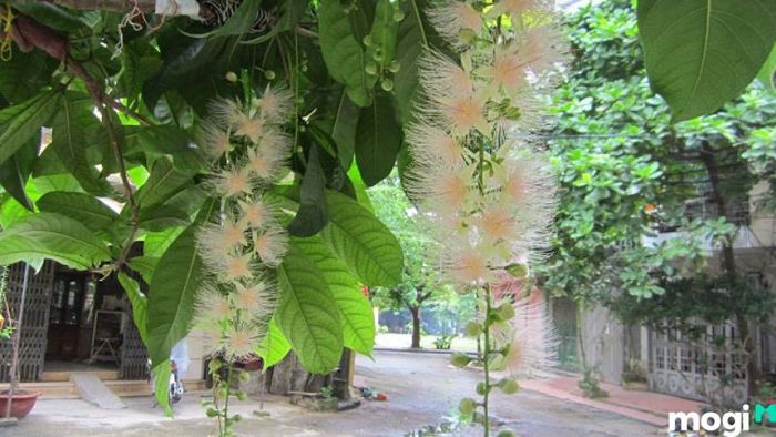 cây lộc vừng đẹp