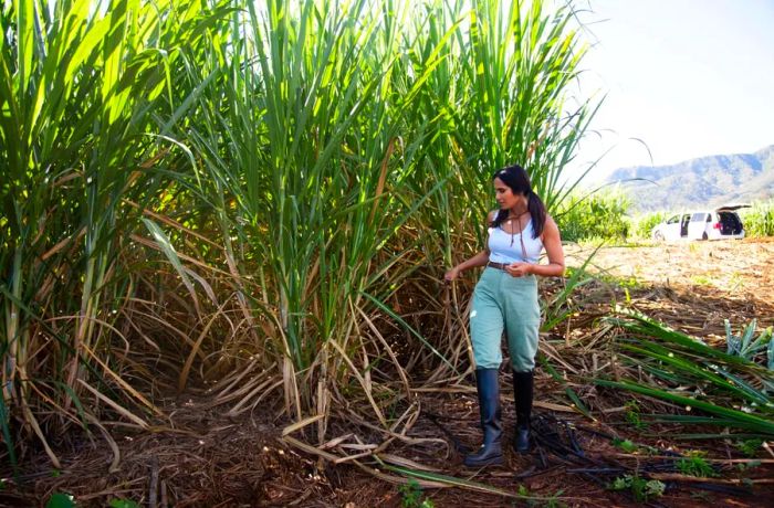 In the season finale, Lakshmi delves into the impact of Japanese culture on Honolulu. She takes part in activities like fish tossing, sushi rolling, and exploring expansive sugar cane fields.