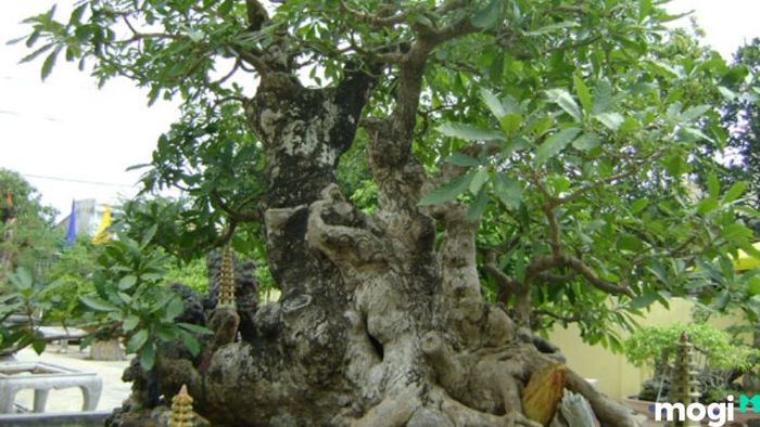 Cây lộc vừng đẹp