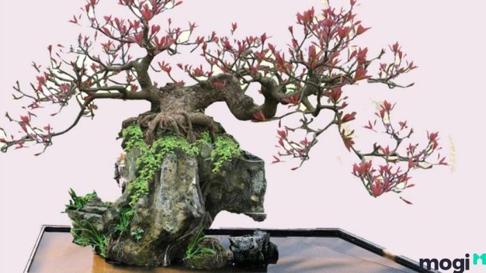 Cây lộc vừng đẹp