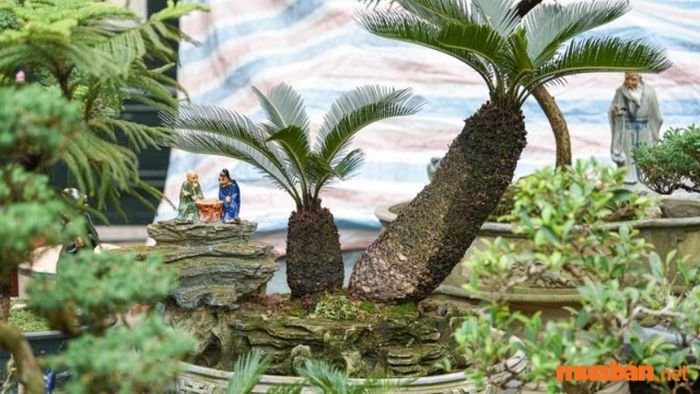 Hình ảnh cây Vạn Tuế bonsai