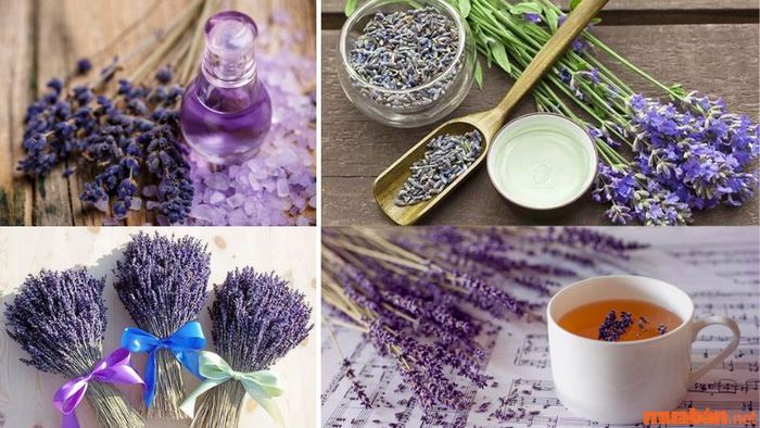 Công dụng của hoa oải hương