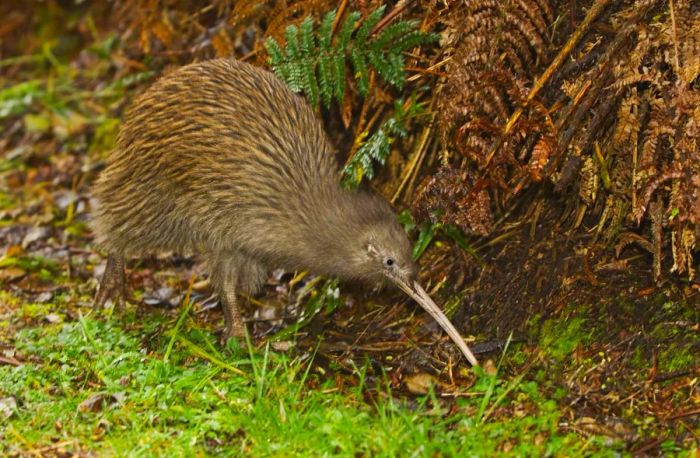 A South Island brown kiwi