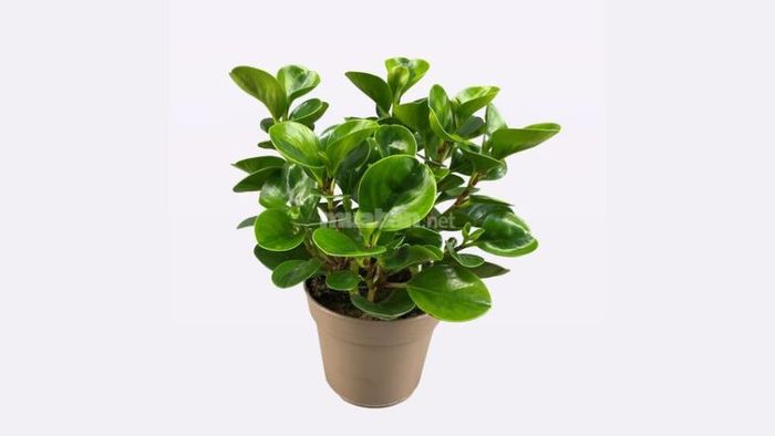 Ý nghĩa phong thủy của cây trường sinh
