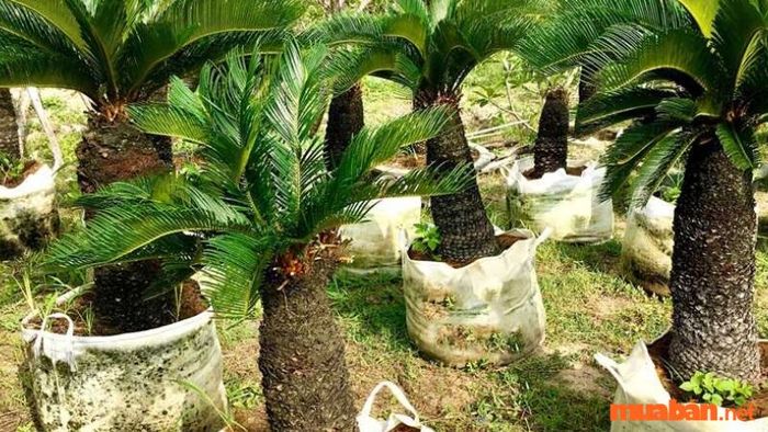 Cây Vạn Tuế rất thích hợp cho những người mang mệnh Mộc và Thủy, giúp tăng cường vận khí và sự may mắn trong cuộc sống của họ.