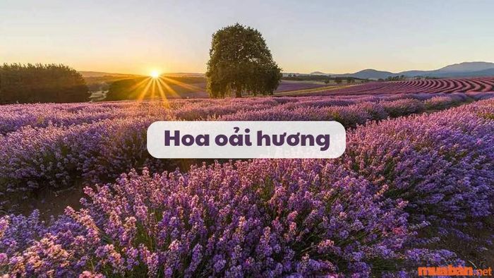 Hoa oải hương (Lavender): Đặc điểm, ý nghĩa và cách chăm sóc chi tiết