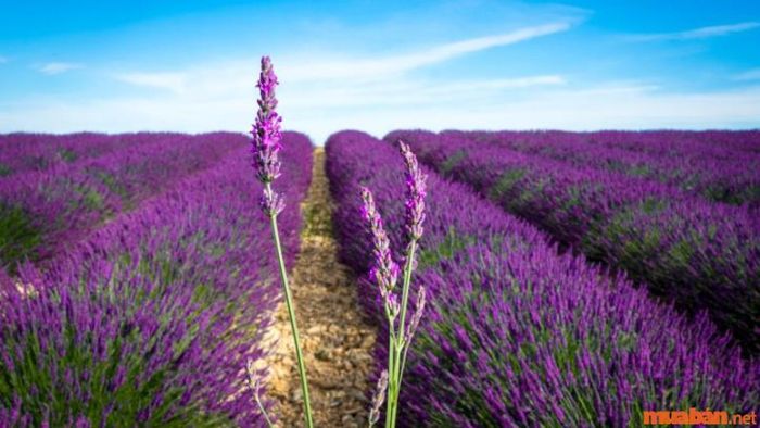 Hoa Lavender là gì? Những đặc điểm nổi bật của loài hoa này là gì?