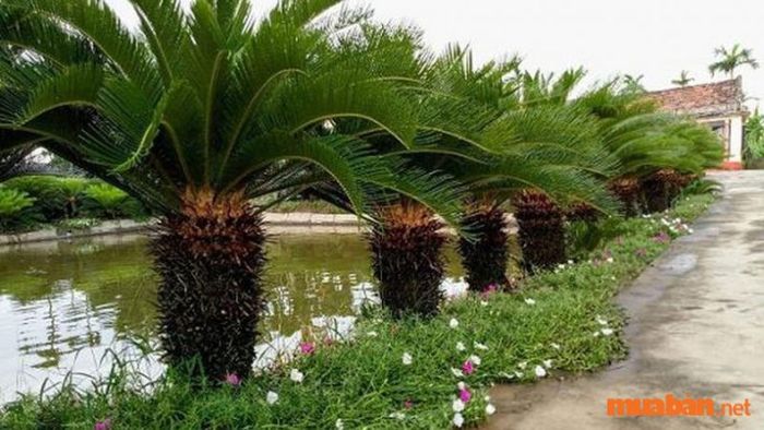 Nhiều yếu tố có thể gây ra tình trạng vàng lá ở cây Vạn Tuế