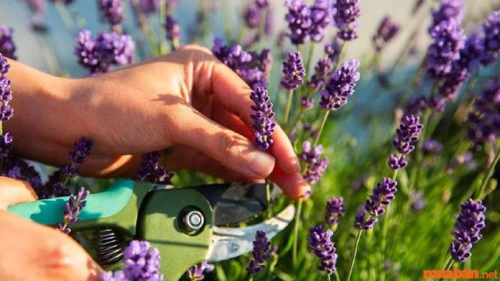 Hướng dẫn chăm sóc hoa oải hương