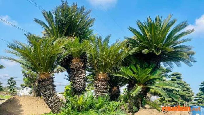 Chọn vị trí lý tưởng để trồng cây Vạn Tuế không chỉ giúp cây phát triển tốt mà còn tối ưu hóa tác dụng phong thủy của cây trong không gian sống của bạn. Hãy cùng khám phá những vị trí phù hợp để cây Vạn Tuế mang lại tài lộc và may mắn.