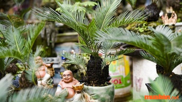 Ý nghĩa phong thủy của cây Vạn Tuế