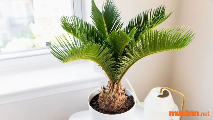 Cách bày trí cây Vạn Tuế trong không gian sống sẽ giúp gia chủ thu hút vận khí tốt, nâng cao tài lộc và sức khỏe cho cả gia đình. Hãy cùng khám phá cách đặt cây để tối ưu hóa tác dụng phong thủy của nó.