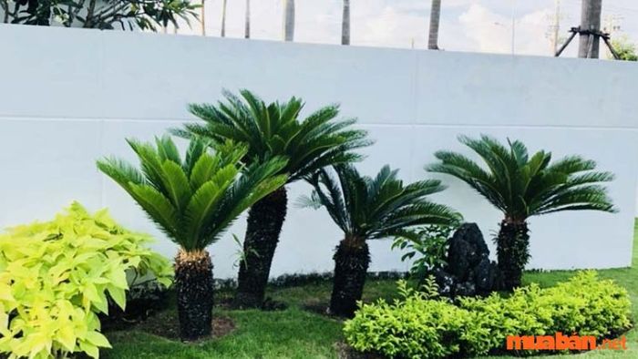 Cây Vạn Tuế còn được gọi là cây Phát Tài