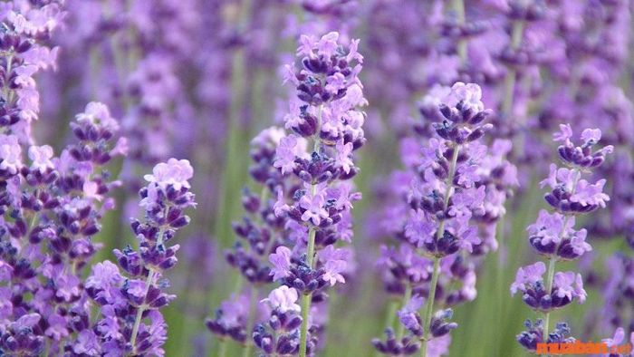 Hoa oải hương Spike Lavender