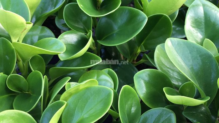Những câu hỏi phổ biến về cây trường sinh