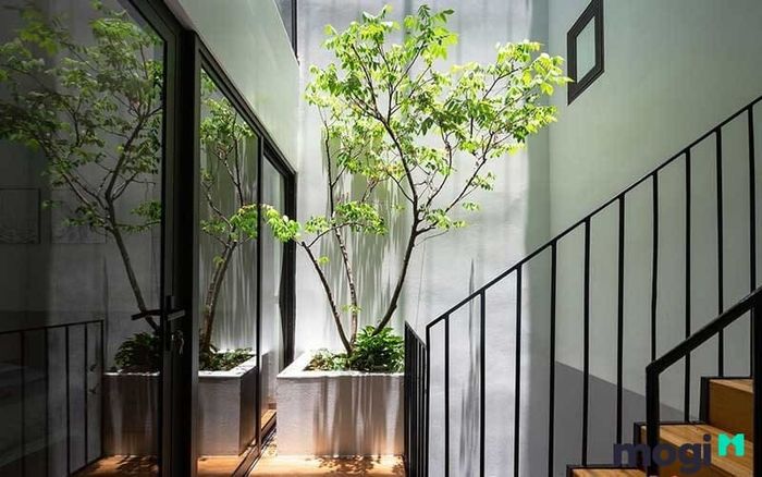 Đất đầu voi đuôi chuột