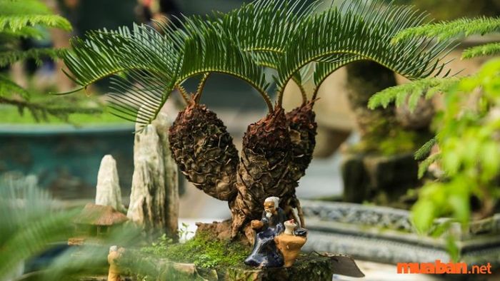 Cách bài trí cây Vạn Tuế hợp phong thủy giúp gia chủ đón nhận tài lộc, bình an và thịnh vượng. Hãy tìm hiểu cách bố trí cây sao cho đúng để phát huy tối đa năng lượng tốt từ cây Vạn Tuế.