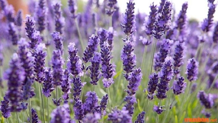 Hoa oải hương True Lavender