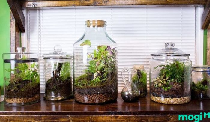 Terrarium có thể được sáng tạo từ các chai thủy tinh cũ, mang đến một mô hình cảnh quan độc đáo và thân thiện với môi trường.
