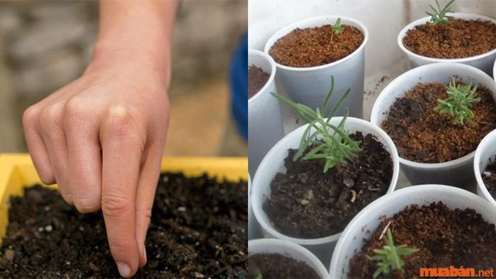 Cách trồng oải hương hiệu quả