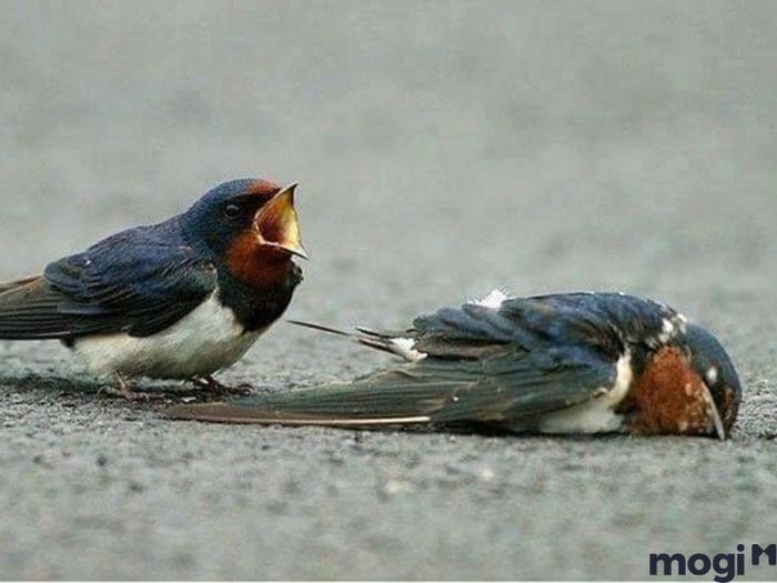 Khi chim én bay vào nhà rồi chết, đây là dấu hiệu không may mắn